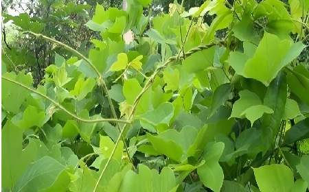 七夕寵妻狂魔就選它！二月風(fēng)雙有機(jī)野生葛根粉，健康又有文化味 
