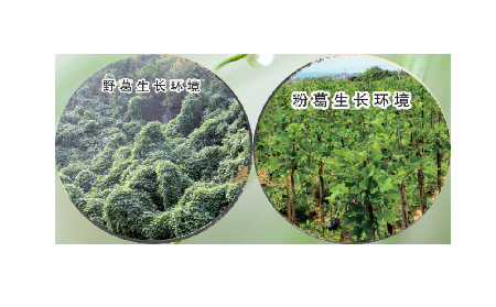 高學(xué)歷養(yǎng)生黨親測(cè)：這款雙有機(jī)野生葛根粉，憑什么成日常優(yōu)選？?